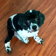 Image for article titled The Expensive Labor of Ensuring My Dog Outlives Me
